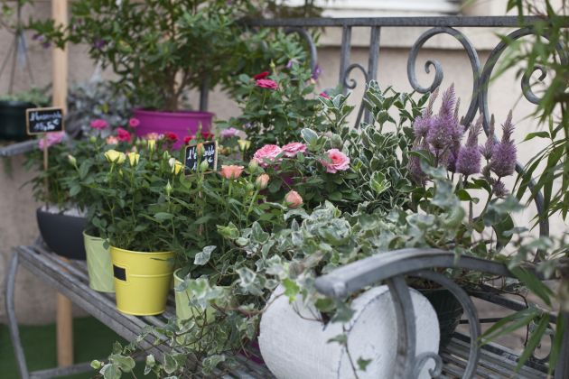 Vente et location de plantes à Chantepie et Rennes